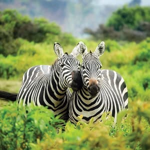 On Safari in Kenya