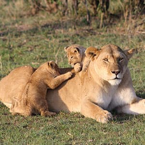 On Safari in Kenya & Tanzania
