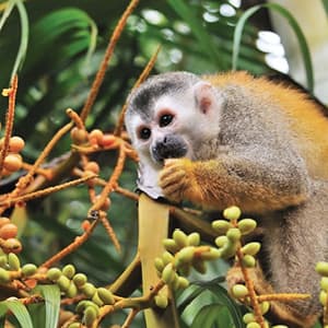 Independent Rio de Janeiro City Stay with Brazil's Amazon & Buenos Aires