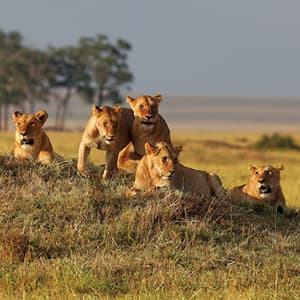 Kenya Private Safari with Amboseli National Park