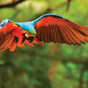 Independent Brazil & Argentina with Brazil's Amazon