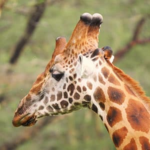 Kenya: A Classic Safari with Amboseli